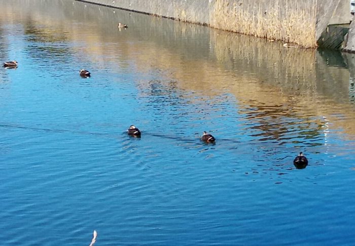 カルガモさん達も恋の季節に入っているんでしょうねぇ。