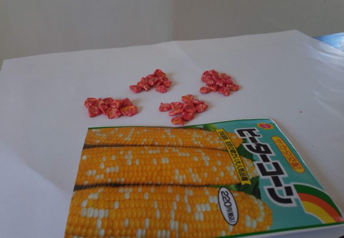 トウモロコシの早蒔きの時機到来です！トウモロコシは肥料喰いだそうです。