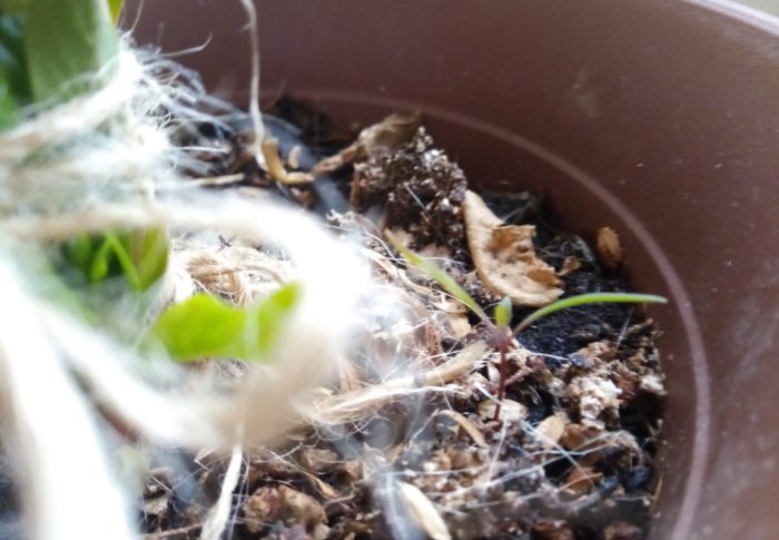 ニチニチソウ先生の鉢に出た…多分トマトに本葉が覗きました。