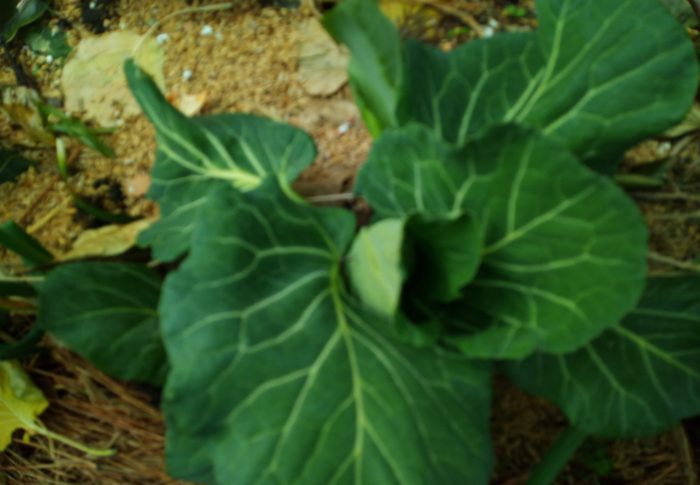 春キャベツが蒔き始めただけでこんなにドキドキするなんて！