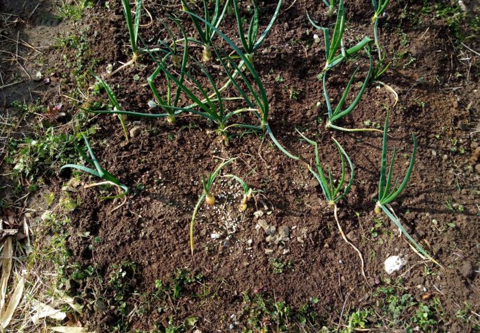 西隣さんの玉葱の草取りをしました。前回草取りしたのは二週間前？