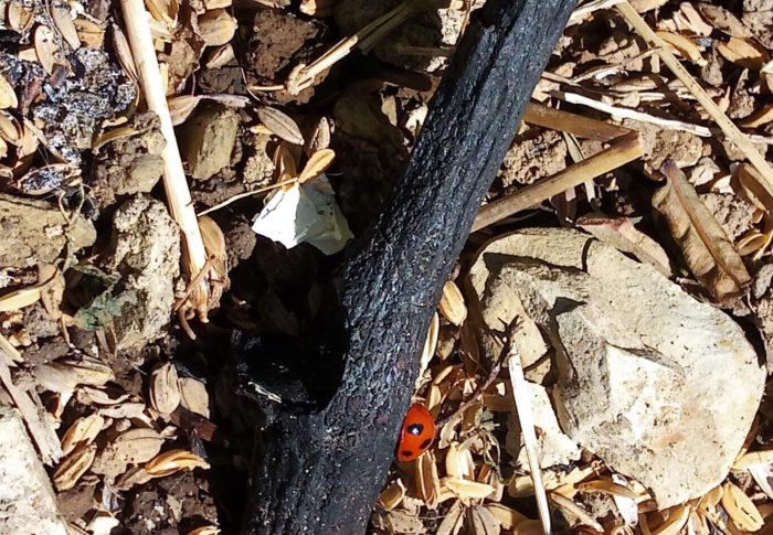 赤いキラキラ光るものがある！、とよくよく見たらテントウムシでした。