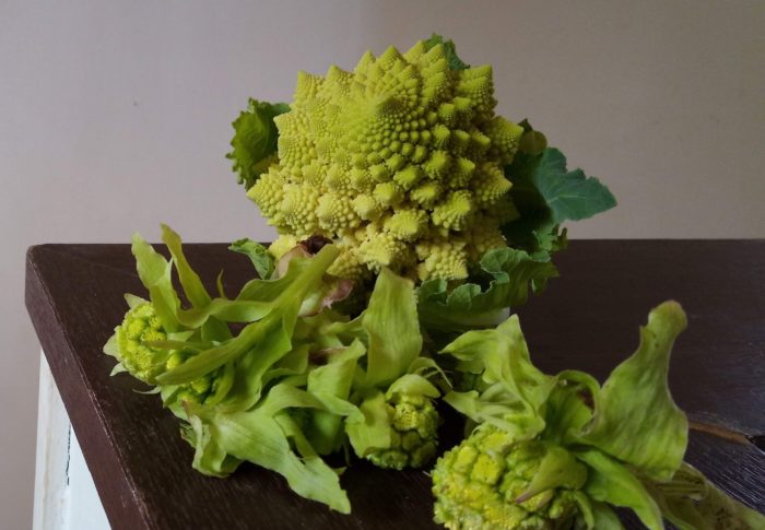 昨日の夕飯は、ロマネスコのオイル蒸しと蕗の薹は蕗味噌に、液体炭水化物の菊水でした。