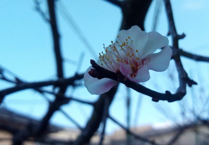 今年の我が家の実梅は根っ子づくりに専念しますので、花は少しです