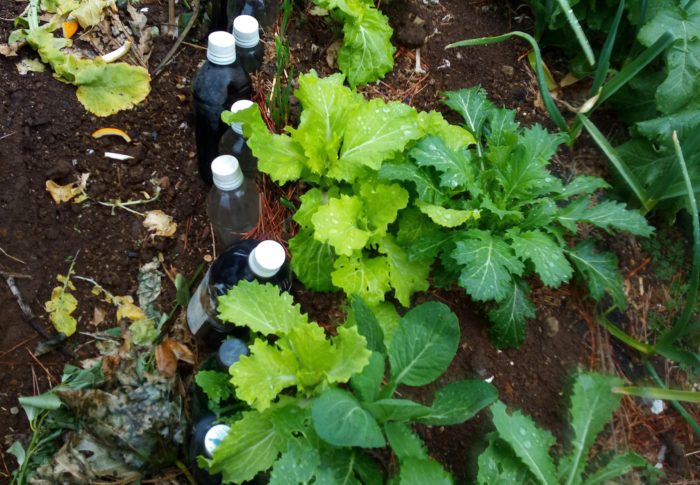 黄緑色の山東菜の葉が食べごろになって来ました。柔らかそうでしょう？