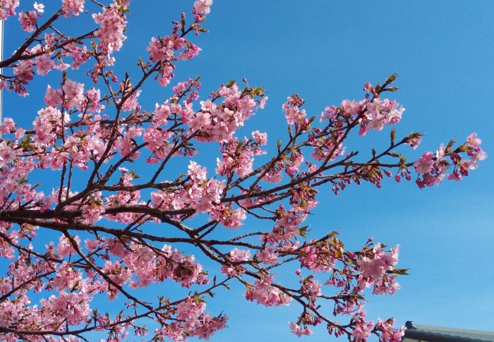 薬屋さんを過ぎると、赤味の強いピンク色が目に飛び込んできました！！！