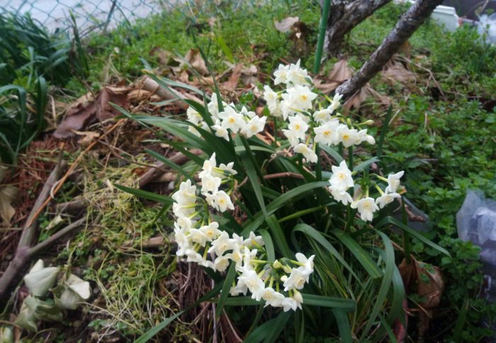 玄関扉を開けただけで香りに圧倒されますが、毎年咲いて呉れる律儀な水仙