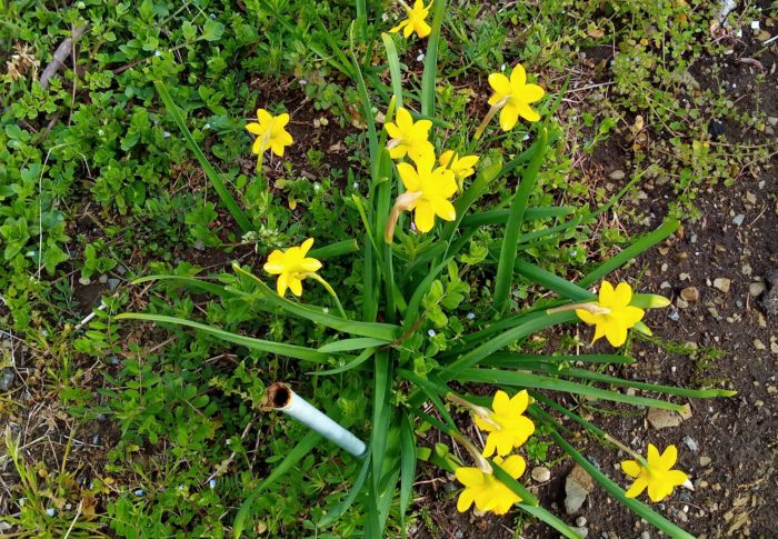草の色は日一日とハッキリ濃くなり、黄色の花が春を呼びます！