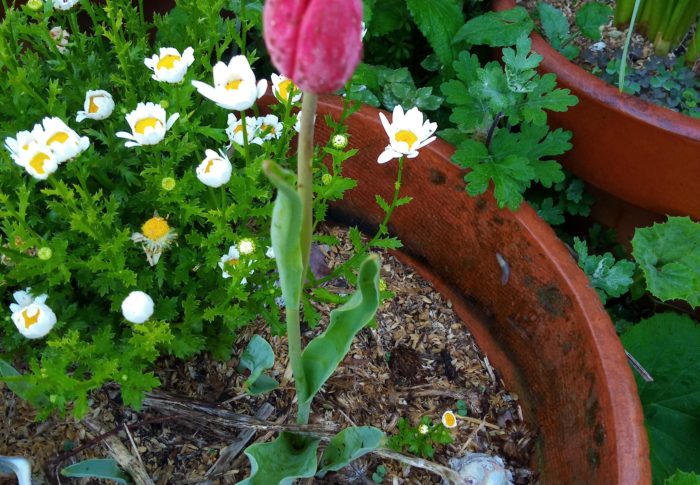 キャンザスプラウドは獣？に食べられてしまいましたが、こちらの鉢は無事でした。