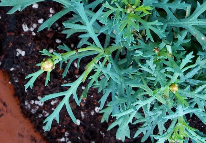 一寸まって！？花と蕾を全部切ったマーガレットに蕾が出て来た！？