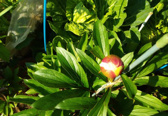 氷点の蕾から白い花弁が見えて来ました。今年の芍薬たちはどんな花かな。