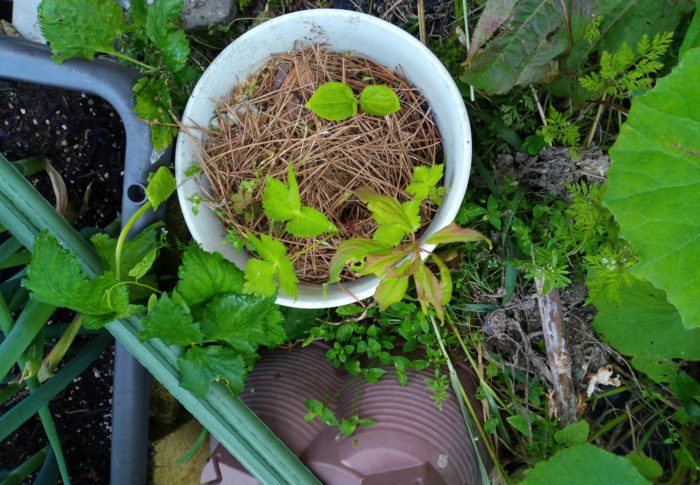 柿？蜜柑？それとも金柑？食べた後、種を入れて置いたポットです。