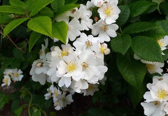 真っ白な野茨の花が彼方此方で咲いています。なんて綺麗！
