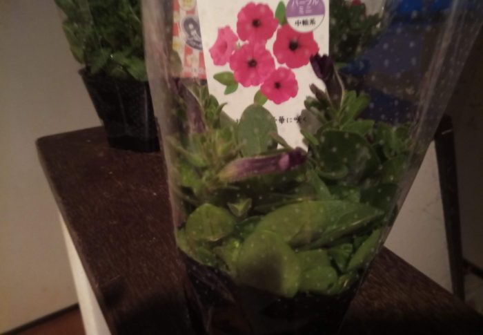 雨に強いペチュニアの苗です。先ずは大きく育ててから挿し芽をとりましょう。