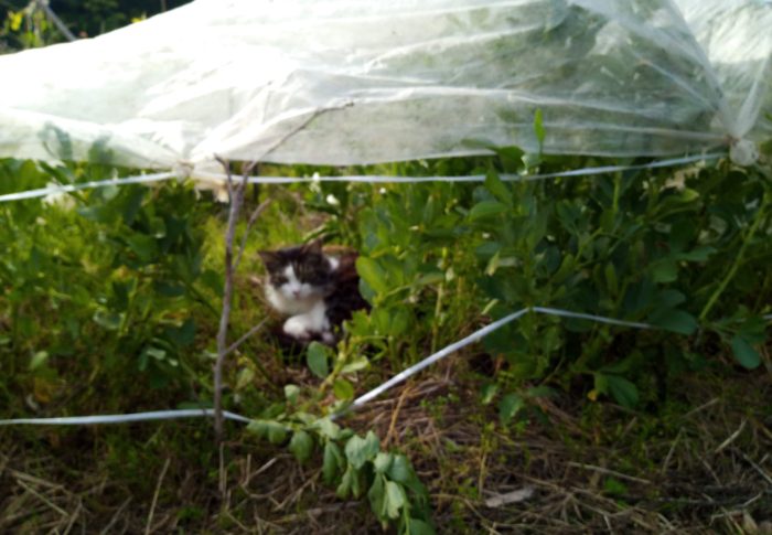 現行犯烏で逮捕！！！張り込み中のベテラン刑事福です。