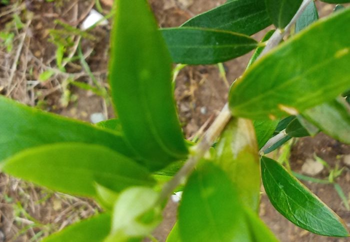 若木の新芽も綺麗ですが、小豆島ではオリーブの花が満開だそうです。