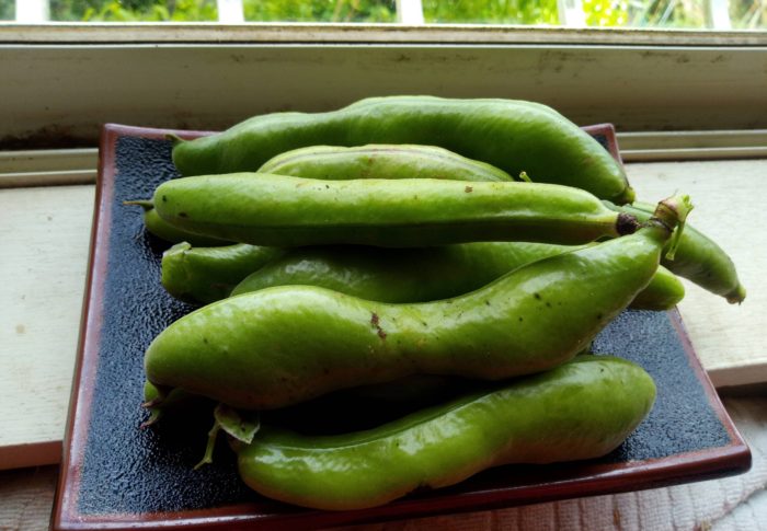 蚕豆”緑”を試しに収穫して見ました。この間、二莢取ってみた時は甘かったですね。