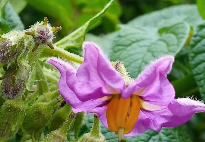 まるで茄子の花みたい！グランドペチカの花ですよ。可愛いですね！