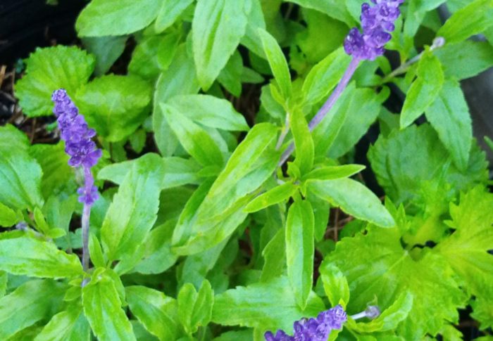 この鮮やかな紫の花穂はこの時期にしか見られません。