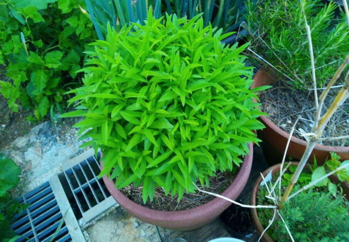 今年はさらに大株になりそうな気配です。晩秋には黄色の花が見られるといいな。