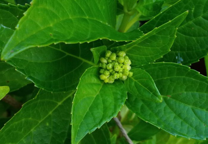 関東地方は例年より一日早く梅雨入りに合わせて我が家の紫陽花にも蕾が！！