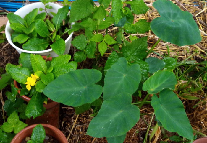 親芋を植えた場所かな？元気な葉がたくさん出てきました。