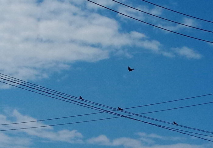 町のあちこちで育っている雛たちは食欲旺盛です。親燕は忙しい！！