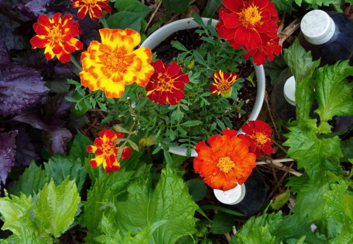 青紫蘇、赤紫蘇の中でマリーゴールドがのびのび育っています。