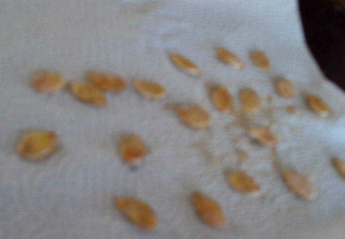 ゴーヤはどんどん生るから沢山食べて、来年のために種を取りました。