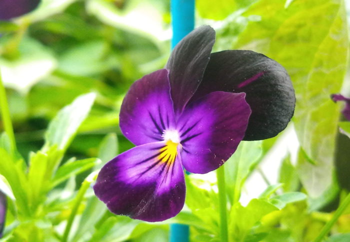 やる氣がでます！昨年蒔いたビオラでこんな綺麗な花が咲きました。