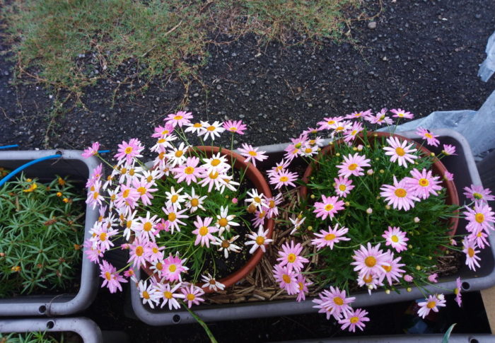 可愛らしく咲いてくれたマーガレット、酷暑の夏越しは中々厳しい