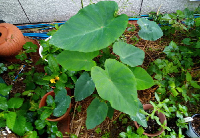 里芋も最後の施肥です。これからは葉っぱではなく、お芋を太らせる方へ