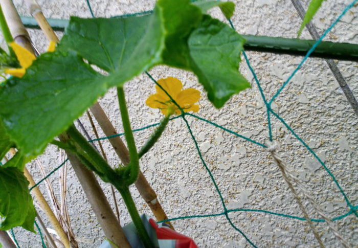 胡瓜がまだ初々しいころの写真です。雌花が出ると嬉しくなりますね。