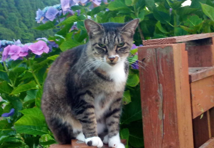 ワタシ、うめです。この家に住んで2.5年が過ぎました。早いなぁ。