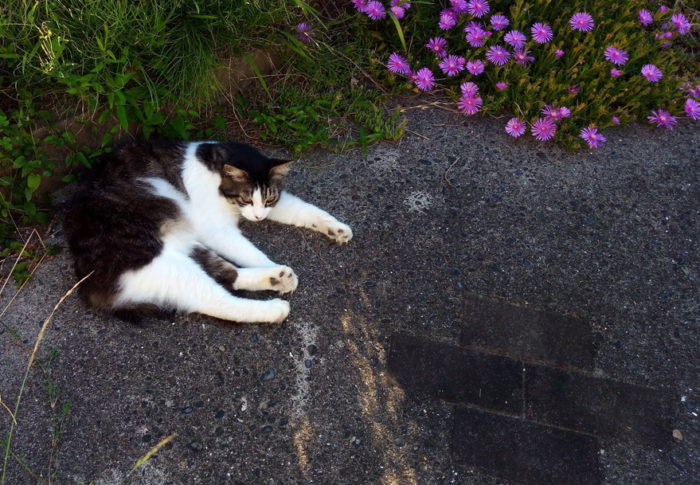 夕方になるとカナカナが西の山で鳴き、夏の夕暮れが穏やかに始まります。