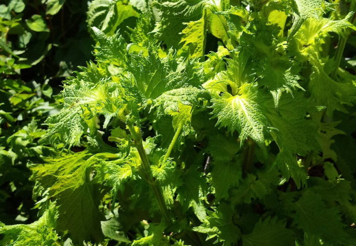 零れ種で生えた紫蘇が我が家の、改めて貴重な香味野菜になりました！