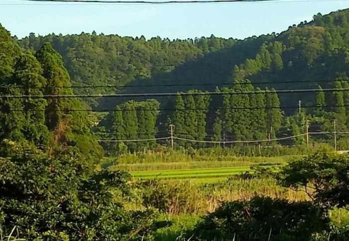 実るほど…大分色着いて来ています。正直、白米の新米が楽しみだなぁ！