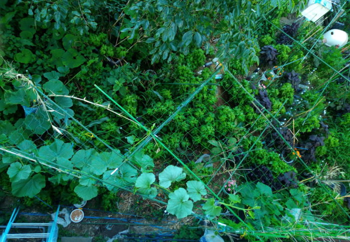 立体庭で南瓜、胡瓜、ゴーヤを栽培したらすご～く楽でした。