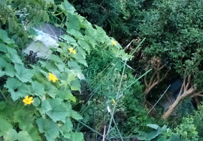 空中南瓜の現在の様子です。孫蔓が這いまくっています。笑笑