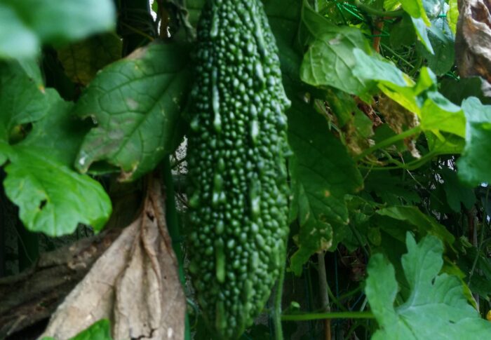 ゴーヤの生産性も少し落ちて来ましたかね。来年はしっかり栽培します。