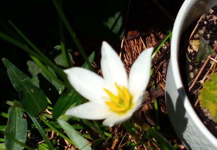 雨の後2－3日でつぼみを上げる白い花は、雨に忠実な清々しい花です。