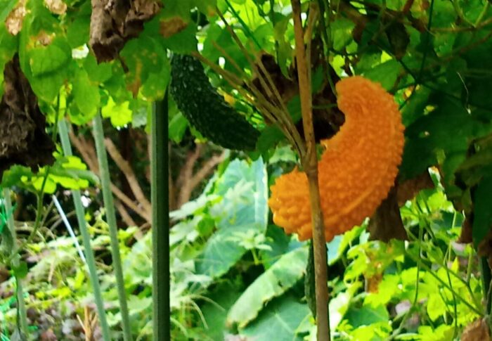 あらら、一つ熟が進んでしまいました。沖縄の子らのおやつだったんですよね。