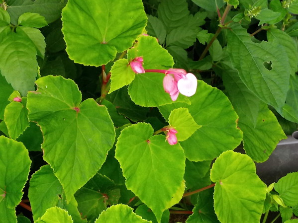 何故ここに現れたの？あっ、私が何か月も前、多分去年の今頃に願ったから？