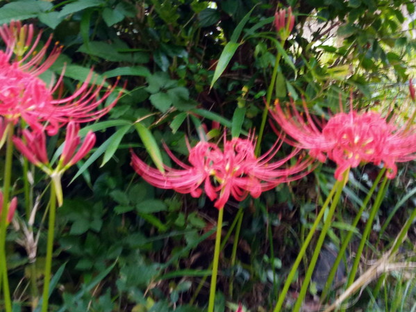 大体去年と同じ時期に咲きました！綺麗な形の彼岸花です。