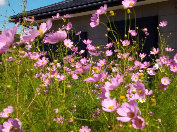 幸せの花畑です。香りがそれほどでないのが惜しいですねぇ。
