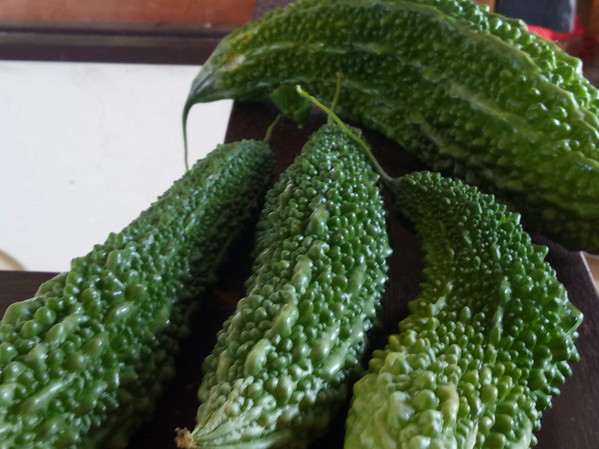 ゴーヤは少し氣温が下がると物凄い勢いでなり始めます。