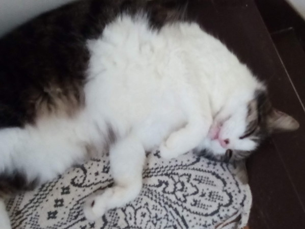 雨が続くとホント退屈なんだ。外へは行けないし、身体は鈍るし…。