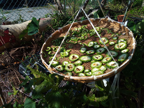 干しゴーヤの終盤戦です。もう、ゴーヤの棚は処分します。