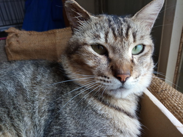 我が家の周りを守る地回り猫さんのタイガーさんは4歳になって貫禄！