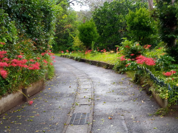 ホッと一息つける散歩道でもあり、買い物に行く道筋でもあります。